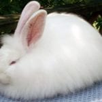 French Angora Rabbit Care Sheet