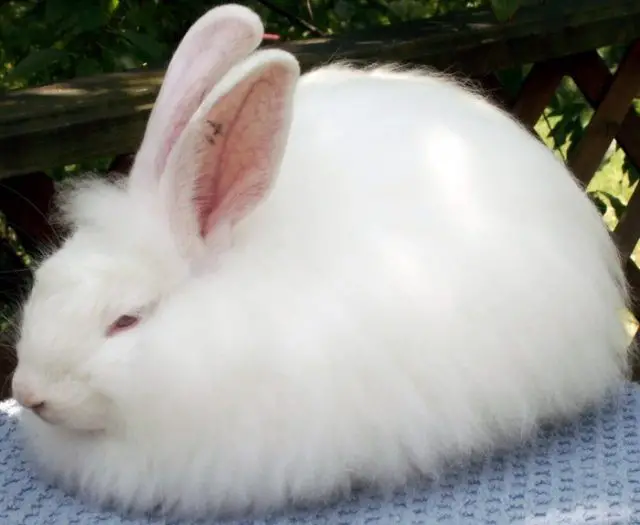 angora bunny care