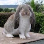 French Lop Rabbit Care Sheet