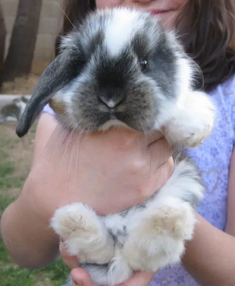 French Lop Rabbit Care Sheet - Here Bunny