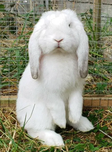 French Lop Rabbit Care Sheet - Here Bunny