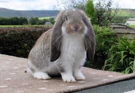 French Lop Rabbit Care Sheet