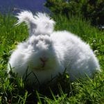 German Angora Rabbit Care Sheet