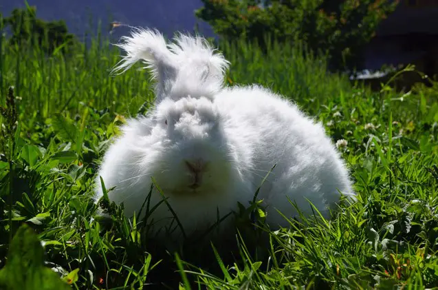 German Angora Rabbit Care Sheet