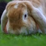 German Lop Rabbit Care Sheet