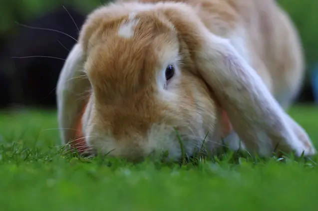 German Lop Rabbit Care Sheet