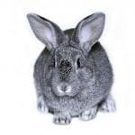 Giant Chinchilla Rabbit Care Sheet