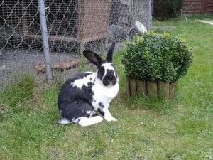 Giant Papillon Rabbit Care Sheet - Here Bunny