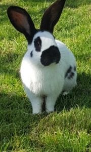 Giant Papillon Rabbit Care Sheet - Here Bunny