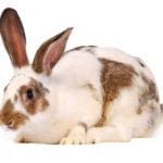 Gotland Rabbit Care Sheet