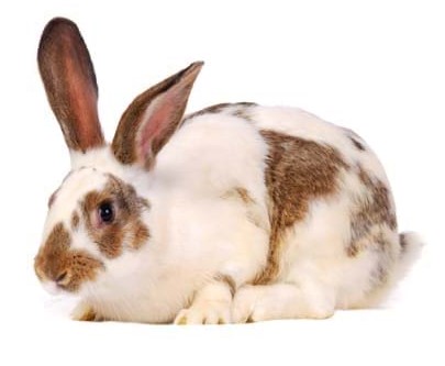 Gotland Rabbit Care Sheet