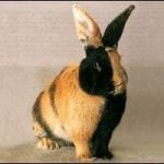 Harlequin Rabbit Care Sheet