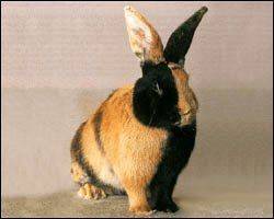 Harlequin Rabbit Care Sheet