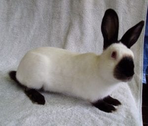 Himalayan Rabbit Care Sheet | Here Bunny