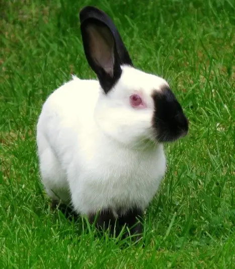 Himalayan Rabbit Care Sheet