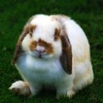 Holland Lop Rabbit Care Sheet