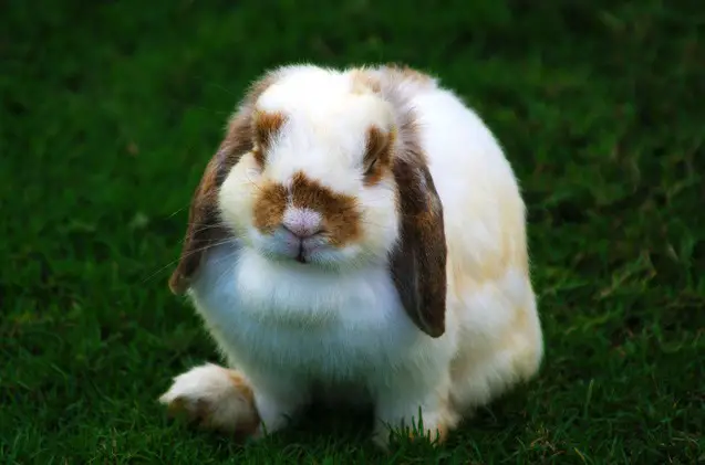 Holland Lop Rabbit Care Sheet