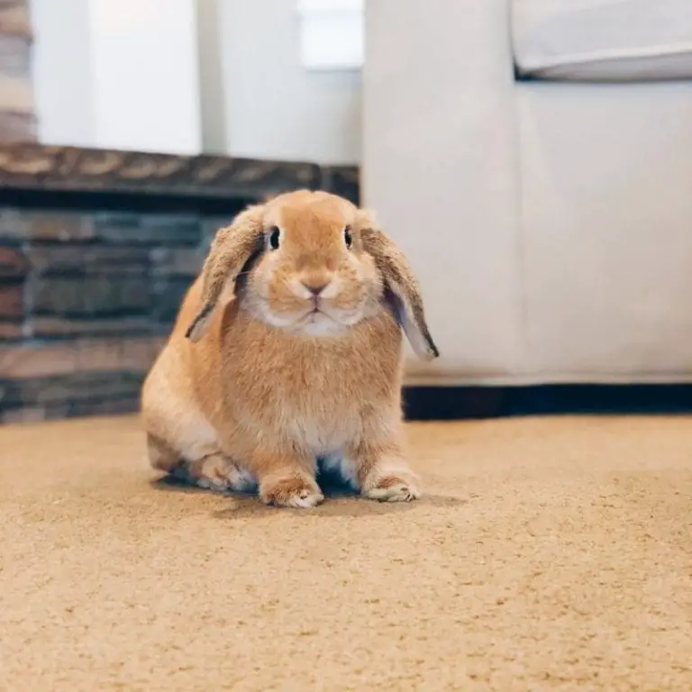 Holland Lop Rabbit Care Sheet Here Bunny