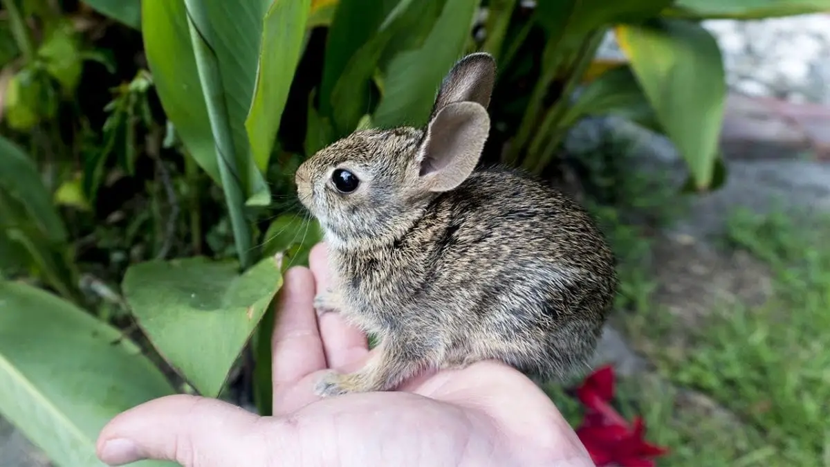 Robust Cottontail Rabbit Care Sheet Here Bunny