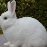 Hulstlander Rabbit Care Sheet