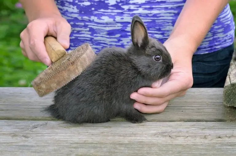 Lilac Rabbit Care Sheet | Here Bunny