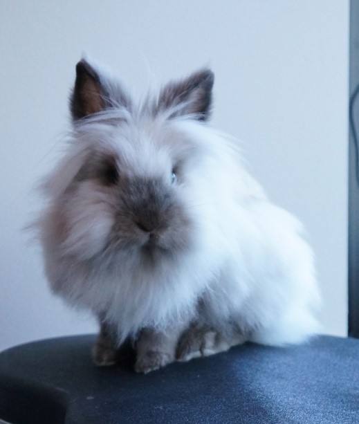 Lionhead Rabbit Care Sheet | Here Bunny