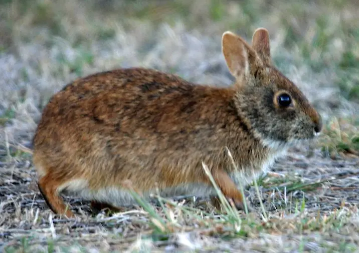 Marsh Rabbit Care Sheet