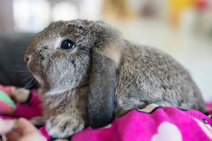 Meissner Lop Rabbit Care Sheet