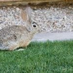 Mexican Cottontail Rabbit Care Sheet