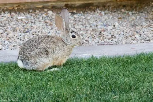 Mexican Cottontail Rabbit Care Sheet