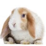Mini Lop Rabbit Care Sheet