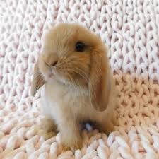 brown mini lop rabbits