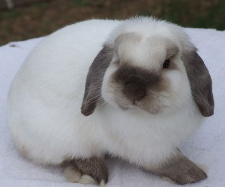 mini lop rabbit breeds