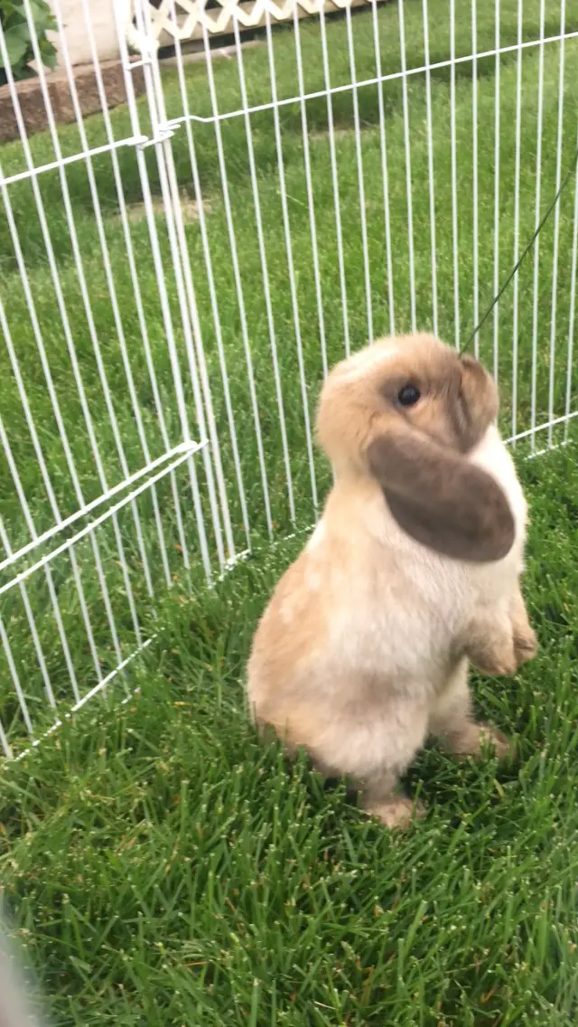 Mini Lop Rabbit Care Sheet Here Bunny