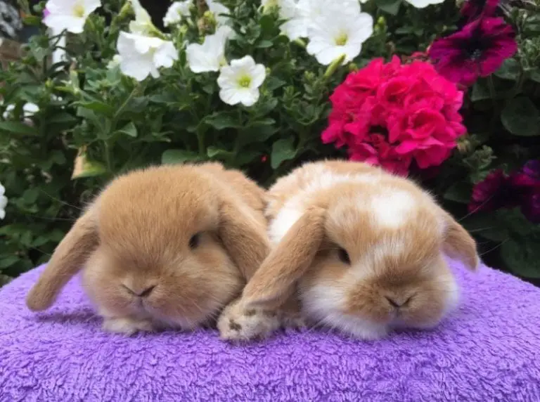 Mini Lop Rabbit Care Sheet Here Bunny