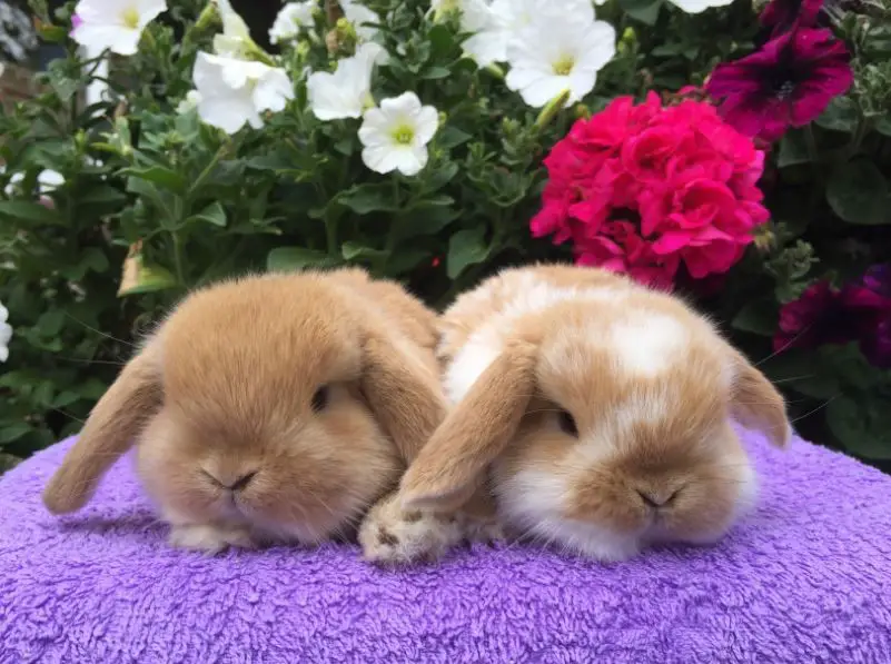 Mini Lop Rabbit Care Sheet | Here Bunny