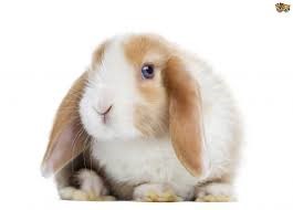 Mini Lop Rabbit Care Sheet