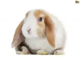 Mini Lop Rabbit Care Sheet Here Bunny