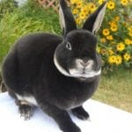 Mini Rex Rabbit Care Sheet