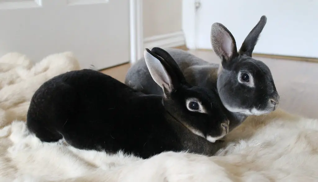 sable mini rex