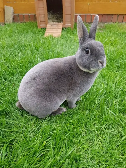 blue otter mini rex