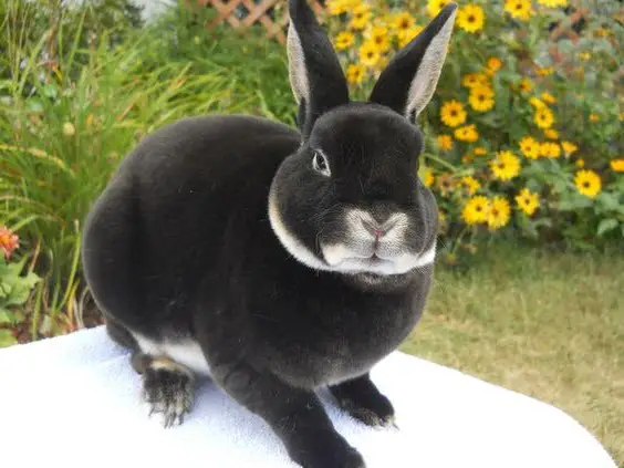 mini rex rabbit black