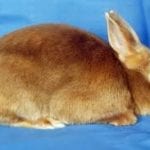 Mini Satin Rabbit Care Sheet