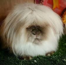 mini lion lop rabbit