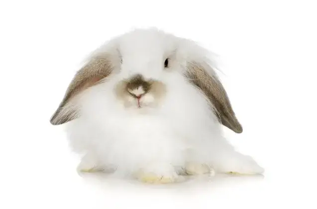 Miniature Lion Lop Rabbit Care Sheet Here Bunny