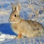Mountain Cottontail Rabbit Care Sheet
