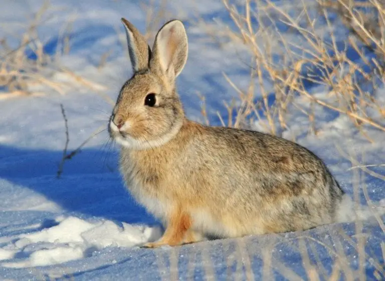 Mountain Cottontail Rabbit Care Sheet | Here Bunny