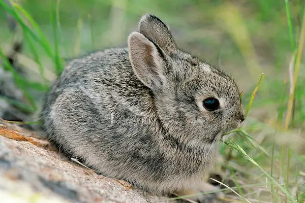 Mountain Cottontail Rabbit Care Sheet | Here Bunny