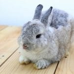 Netherland Dwarf Rabbit Care Sheet