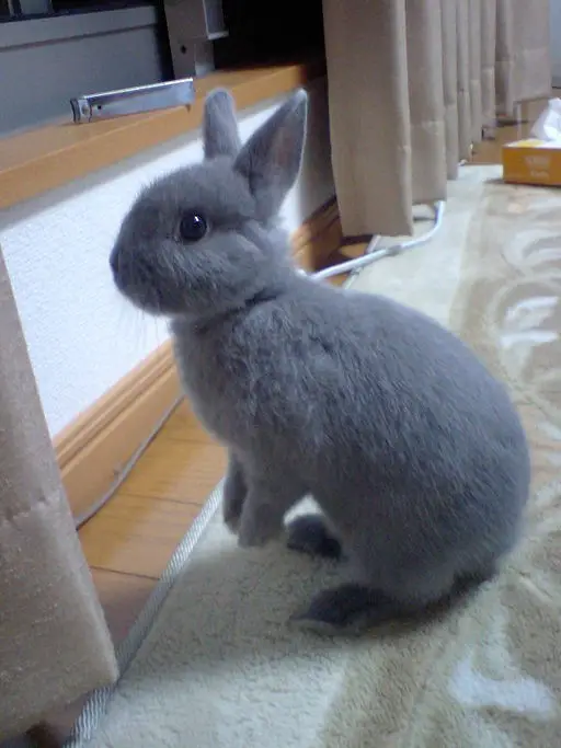 netherland dwarf rabbit care